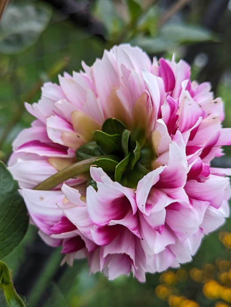 The back of a pink Dahlia flower