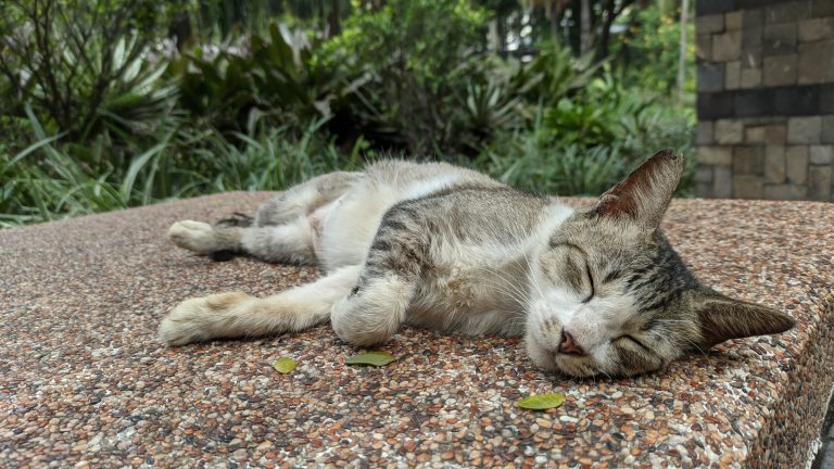 A sleeping cat on the cement wall.