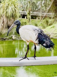 View larger photo: The African sacred ibis(Threskiornis aethiopicus). From Kuala Lumpur Bird Park, Malaysia 