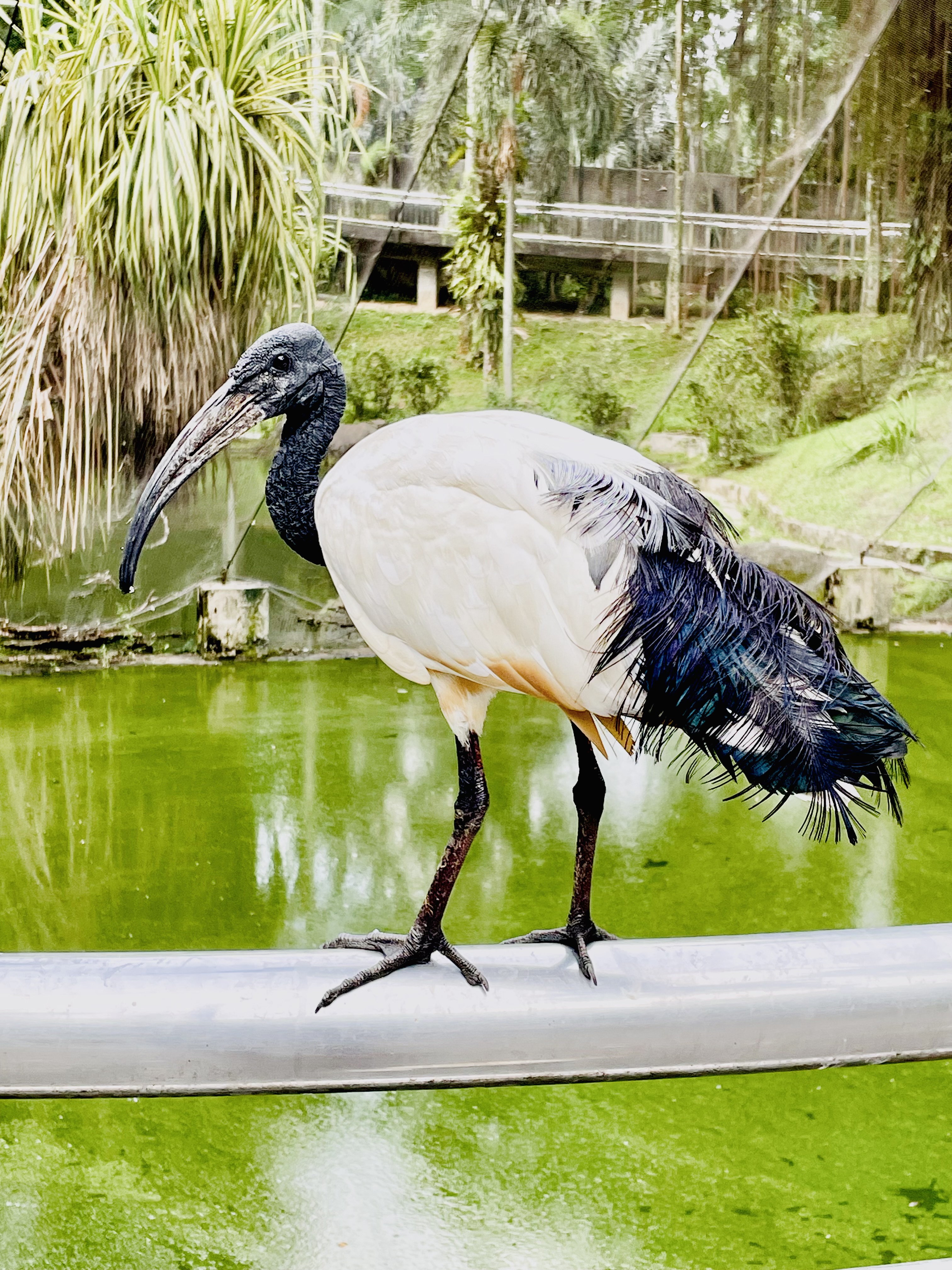 The African sacred ibis(Threskiornis aethiopicus). From Kuala Lumpur Bird Park, Malaysia