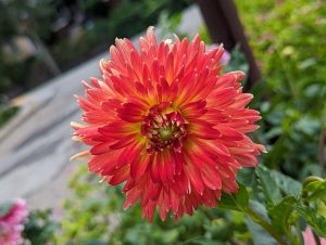 Orange dahlia flower