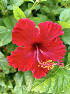 Hibiscus rosa-sinensis, the national flower of Malaysia. From Masjid Jamek, Kuala Lumpur, Malaysia.