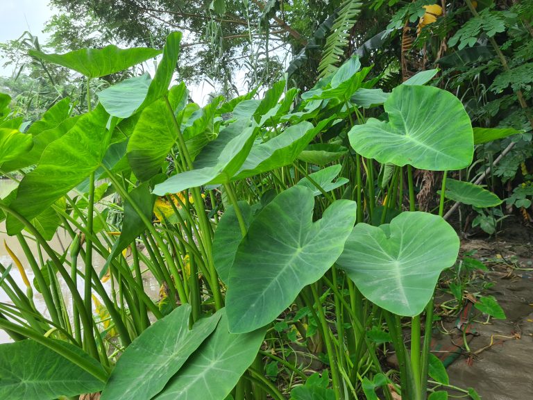 Taro plant beside of the river