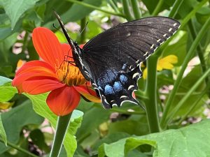 Butterfly on Mexican Sunflower Blossom