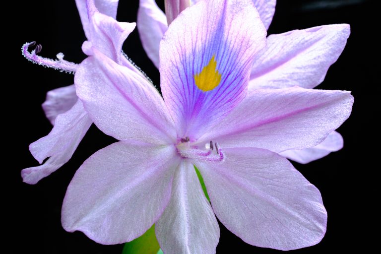 A water hyacinth in bloom