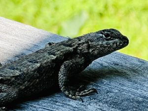 Fence Lizard