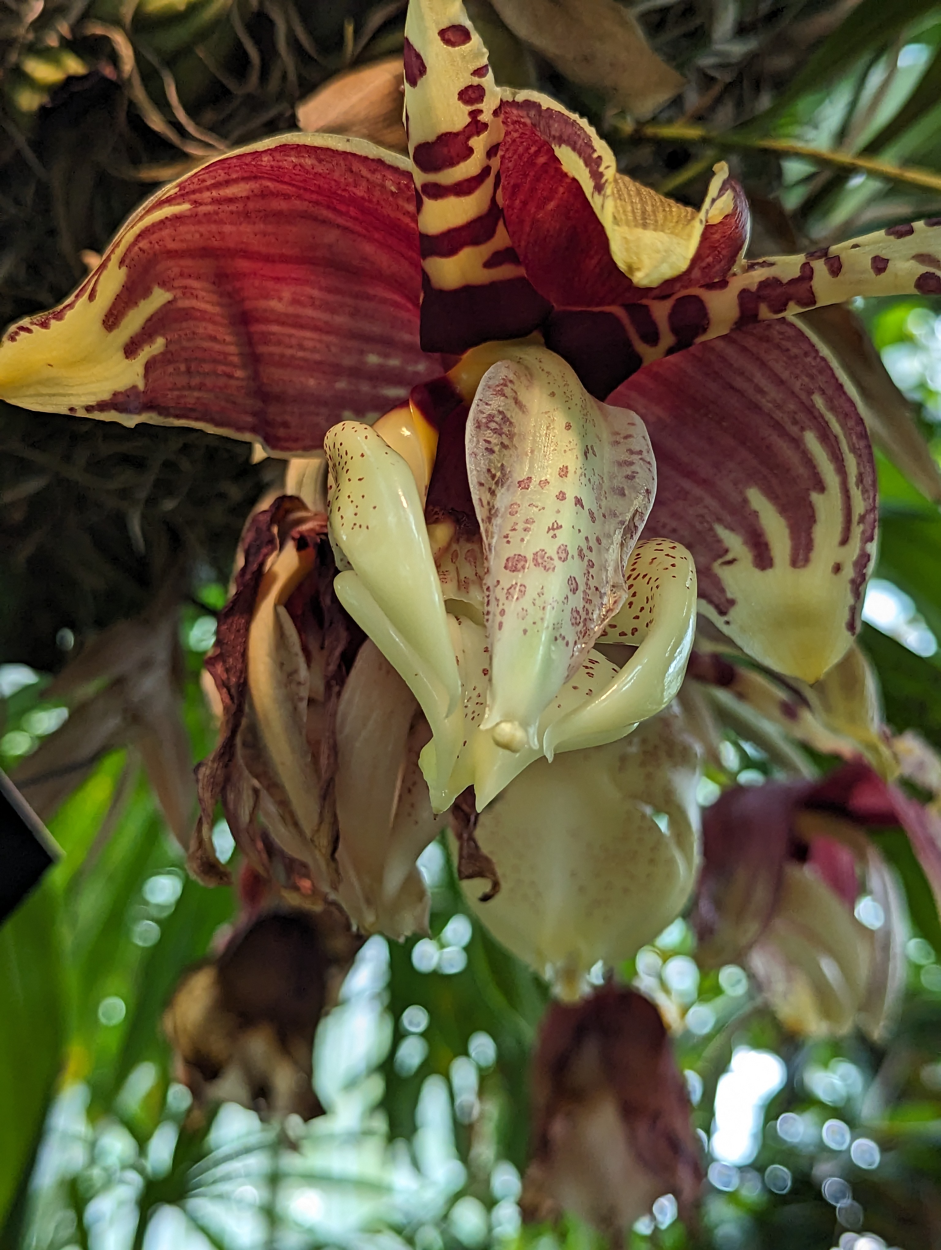 A very big and kinda waxy Orchid.