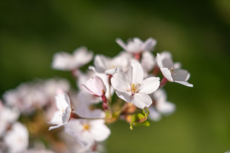 Dreamy Japanese Cherry Blossoms