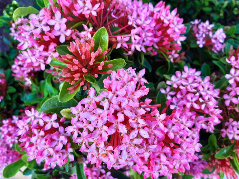 Pink Flowers with green leaves.