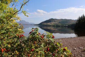 Rosehip berries growing on the shore of Loch Maree, Scotland. Beyond mountains are reflected in the the loch on a calm clear day