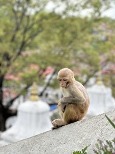 With a hazy temple in the background, a monkey is sitting on a stairwell slope.