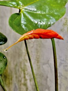 An anthurium flower bud of our garden after the rain. From Perumanna, Kozhikode, Kerala