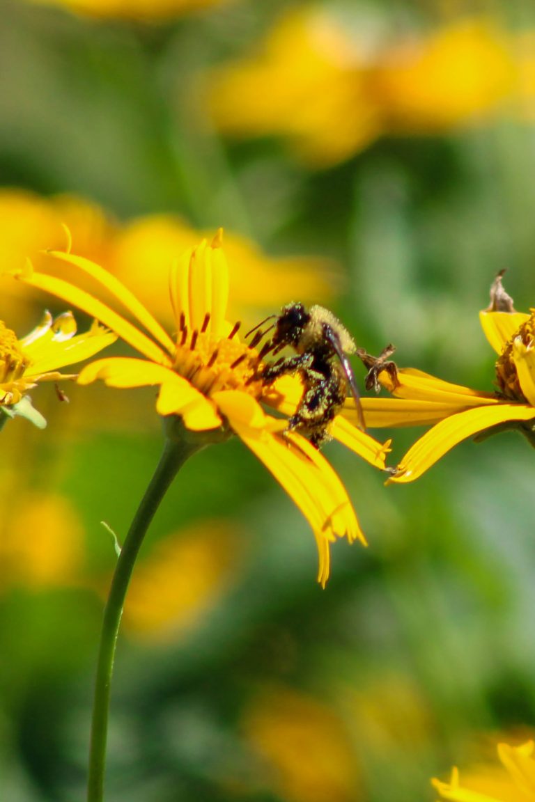 A bee covered in pollen in the centre a bright yellow flower.