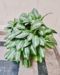 Aglaonema plants. It is commonly known as Chinese evergreens. From National Gallery of Art, Washington DC, United States