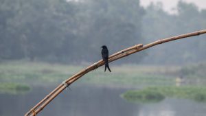 Black Drongo is sitting on bamboo.
