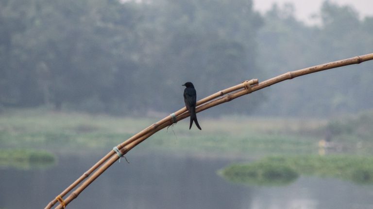 Black Drongo is sitting on bamboo.