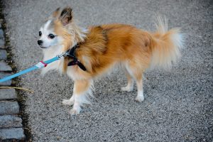 A brown and white Chihuahua dog with a blue leash standing on pavement.