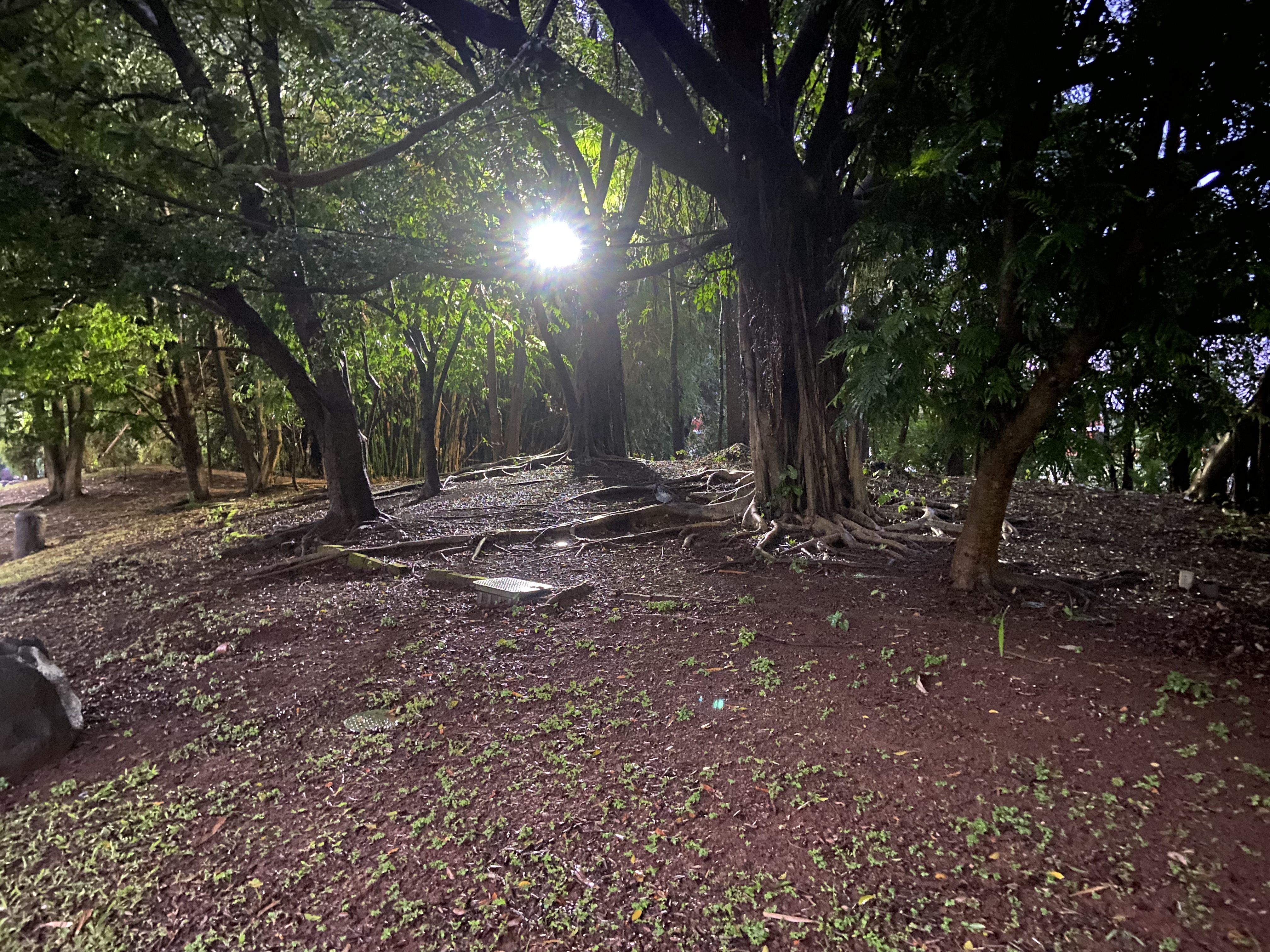 Light with tree root