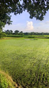 Idyllic Rural Village Scene with Lush Green Paddy Fields and Natural Beauty
