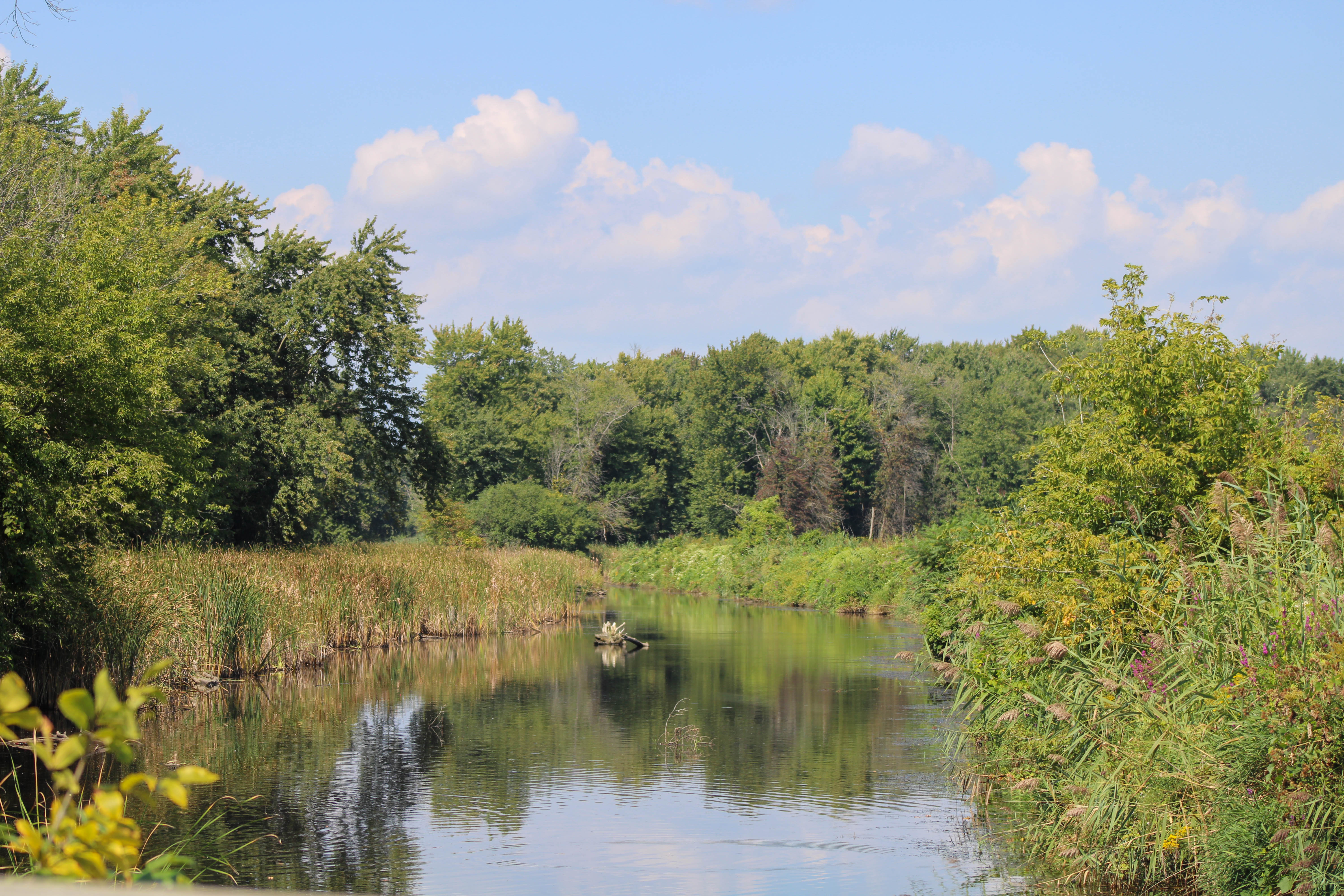 A stream running through central New York surrounded by trees and long grasses which are reflecting into the water on a clear bright day.