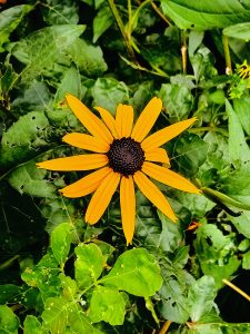 A Rudbeckia fulgida flower. It is commonly known as orange coneflower or perennial coneflower. From Niagara Falls State Park, New York, United States. 