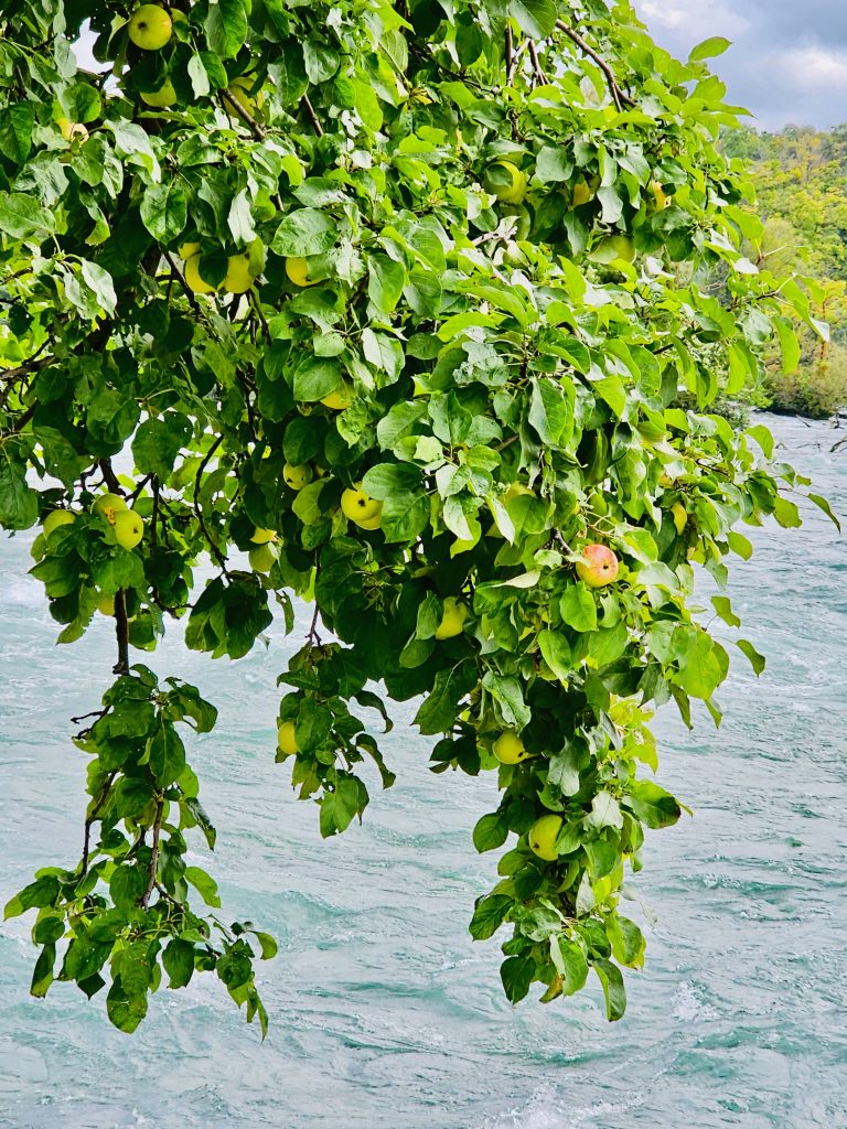 Apples in the wild, near to the Niagara river. From Niagara Falls State Park, New York, United States.