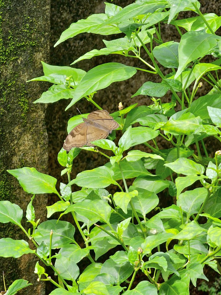 A Junonia iphita butterfly resting in Bird Eye Chilli leafs. This butterfly also known as the chocolate pansy or chocolate soldier. From Perumanna, Kozhikode, Kerala