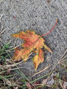 A dry leaf on the concrete.