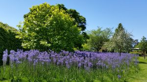 Tall purple flowers, surrounded by lawns and trees at RHS Wisley, England on a bright clear Summer's day