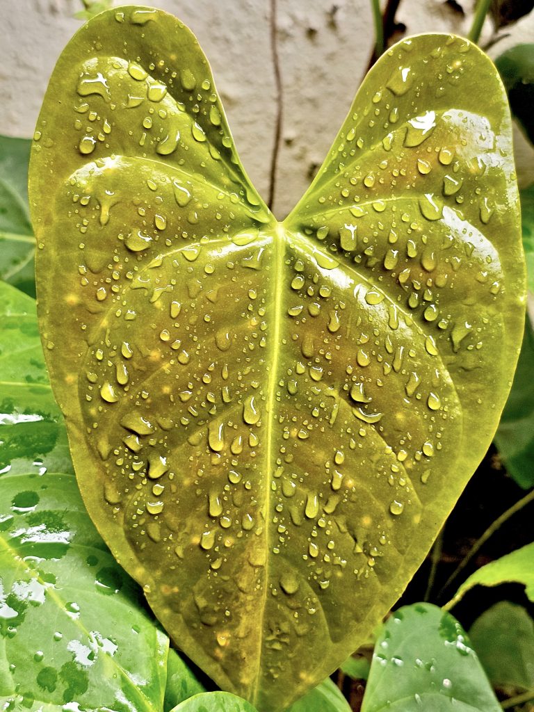 An Anthurium plant’s leaf after the rain. From our garden. Perumanna, Kozhikode, Kerala.