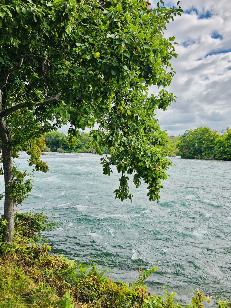 Apple tree near the Niagara river. From Niagara Falls State Park, New York, United States.