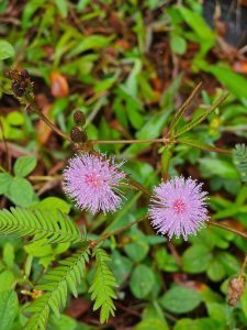 A Mimosa pudica twin flower and buds. It is also called as sensitive plant, sleepy plant, action plant,touch-me-not, or shameplant. From Oorkadavu, Kozhikode, Kerala