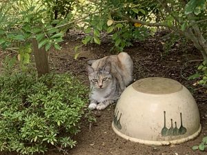 Cat in the garden lying on soil beneath green foliage, large upside down pottery bowl with a decorative pattern to the right, 