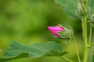 The unopened dark pink bud of a swamp hibiscus flower in sharp focus in front of a blurred green bokeh background.
