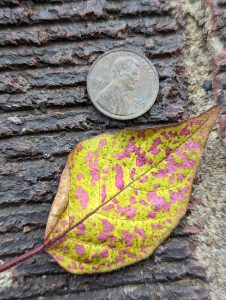 A yellow and pink leaf on brick, next to a penny 