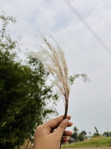 Flower of grass in a girl’s hand.
