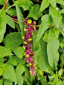 Phytolacca americana berries. It also known as American pokeweed, pokeweed, poke sallet, dragonberries, and inkberry. From Central Park. New York, United States.