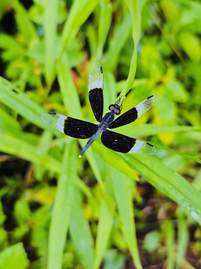 The pied paddy skimmer dragonfly(Neurothemis tullia). From Perumanna, Kozhikode, Kerala.