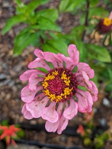 Very wilted pink Zinnia flower with a big yellow crown in the center
