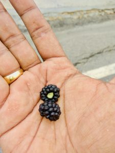 Blackberries in had. From Split, Croatia