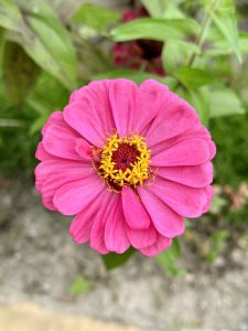 A pink flower

