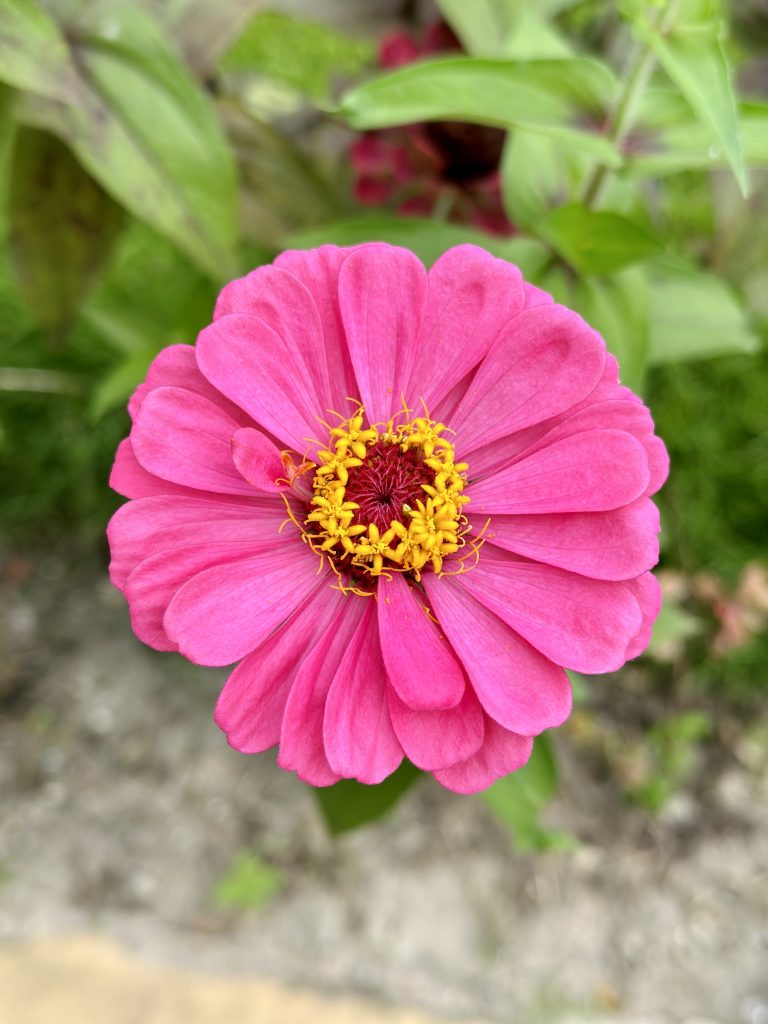 A pink flower