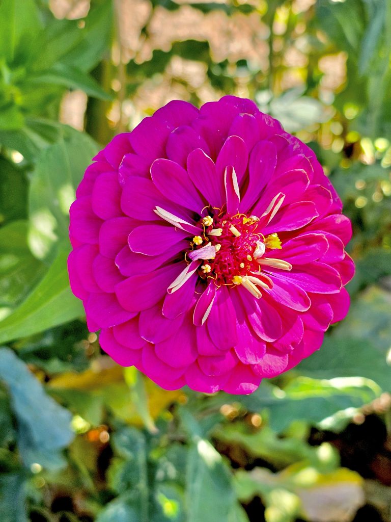 A magenta colour flower. It is a variant of common zinnia. From Washington DC, United States