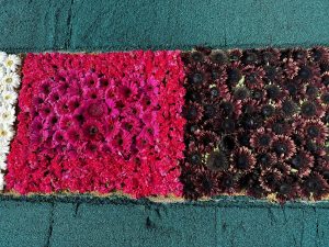 Flowers on a carpet of sawdust on a street in Cartago, Costa Rica.