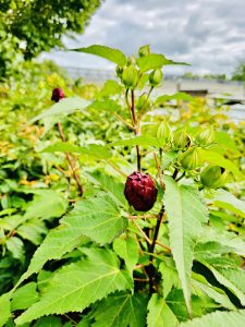 Hibiscus Candy Crush flower buds. From Niagara Falls State Park, New York, United States