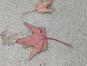 Close up of two leaves on the concrete 
