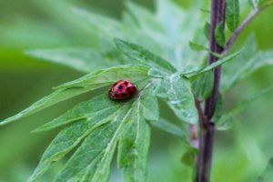 A red ladybug with black spots sits on a green milkweed lead.
