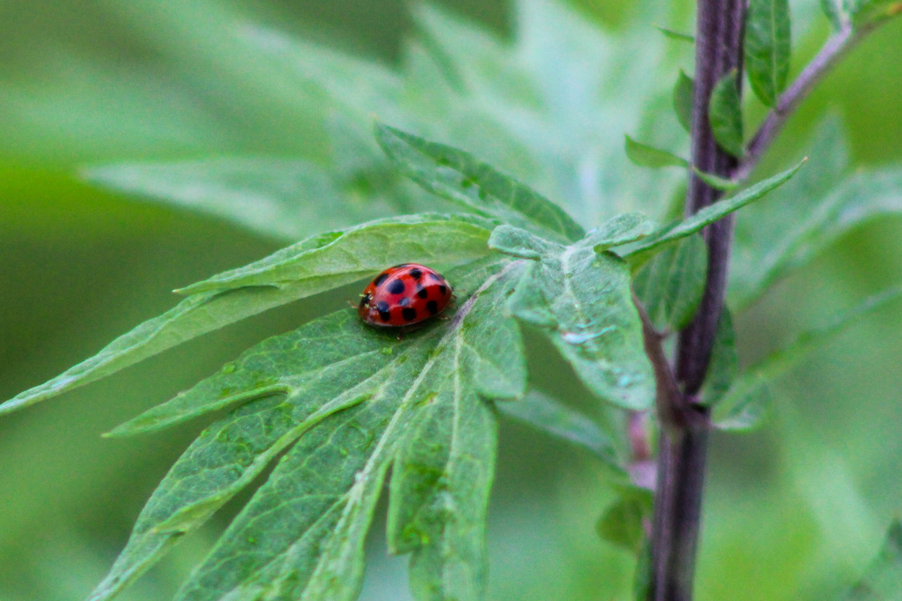 A red ladybug with black spots sits on a green milkweed lead.