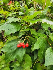 View larger photo: Berries surrounded by leaves native to Niagara Falls growing on a bush in New York. These berries are commonly known as Squashberry, Mooseberry, Moosomin, Moosewood Viburnum, Pembina, Pimina, Highbush Cranberry or Lowbush Cranberry.