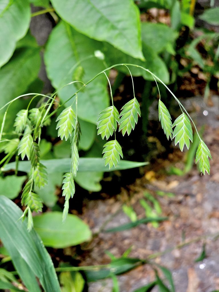 A Chasmanthium latifolium plant. It is commonly known as northern wood-oats, inland sea oats, northern sea oats, and river oats. From Central Park. New York, United States.